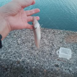 キスとマゴチ調査釣行