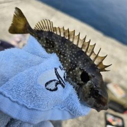 小浦一文字で小物六目釣り…