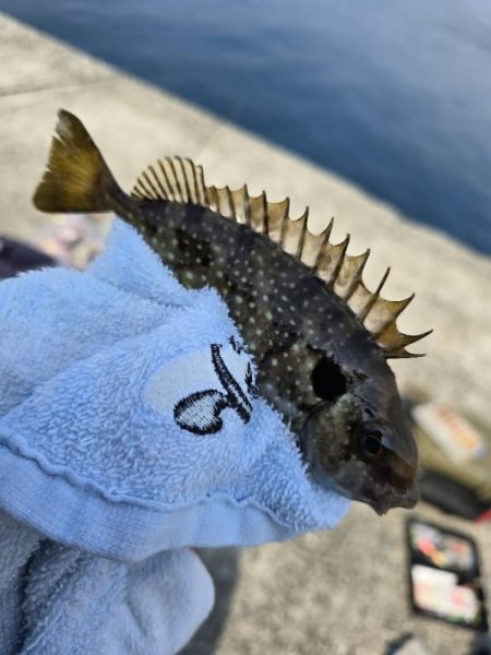 小浦一文字で小物六目釣り…