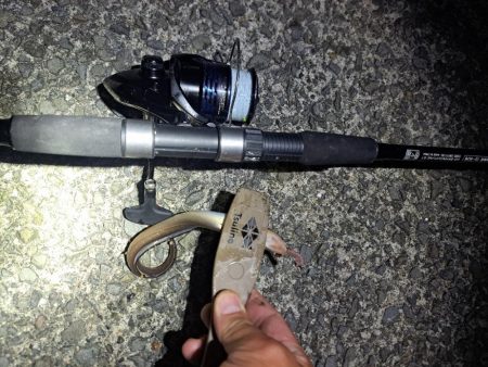 真夜中の穴子釣り