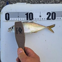 悪戦苦闘の飛ばしサビキ