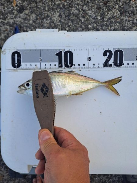 悪戦苦闘の飛ばしサビキ