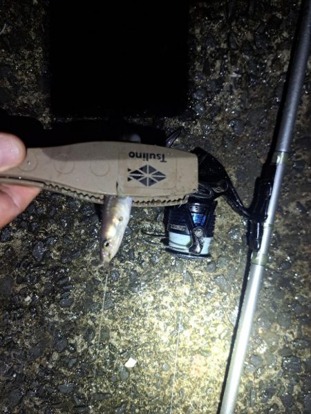 アナゴを求めて