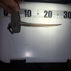 アナゴ狙いで五目達成