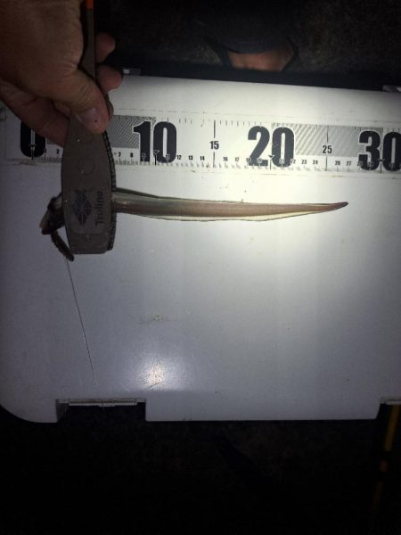 アナゴ狙いで五目達成