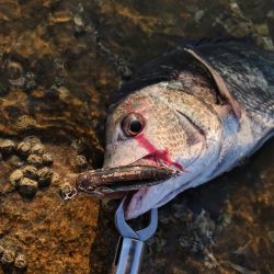 夕マズメチヌトップ
