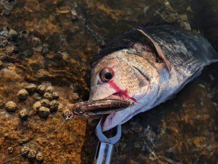 夕マズメチヌトップ