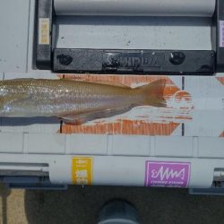 ちょい投げ五目釣り