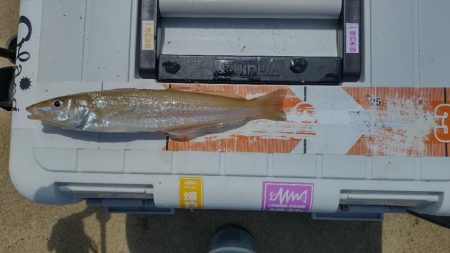 ちょい投げ五目釣り