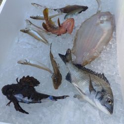 10目まであと1匹足らず…