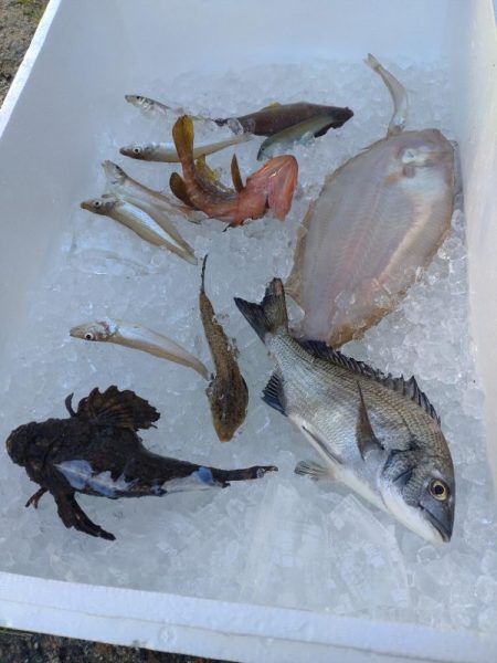 10目まであと1匹足らず…