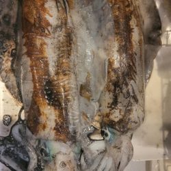 春イカ？終盤戦