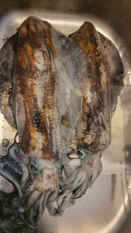 春イカ？終盤戦