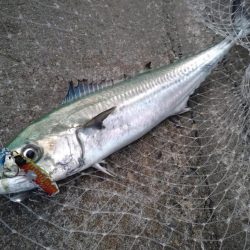 癒やしのサゴシ