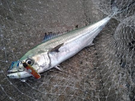 癒やしのサゴシ