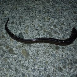 のんびりアナゴ釣り