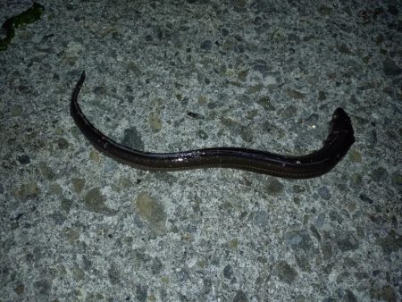 のんびりアナゴ釣り