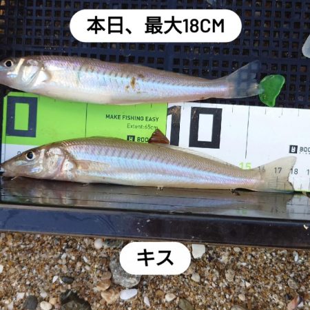 遠投キス釣り