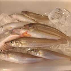 ファミリーフィッシングでキス釣り