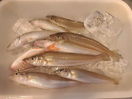 ファミリーフィッシングでキス釣り