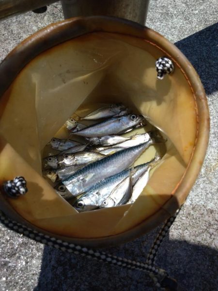 豆アジ、フィーバー