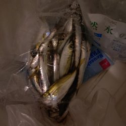 真夏のナイトファミリーフィッシング