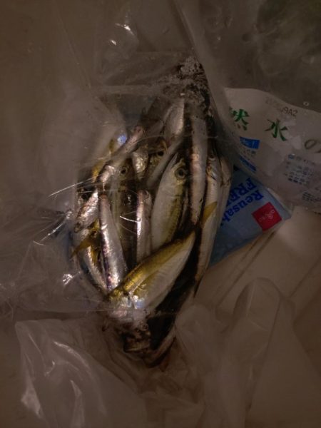 真夏のナイトファミリーフィッシング