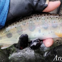 猛暑の中揖保川へ。