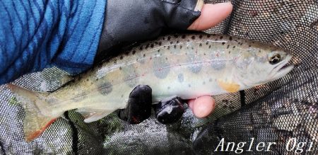 猛暑の中揖保川へ。