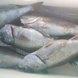 スルメイカ、黒ムツ