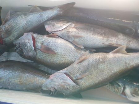 スルメイカ、黒ムツ