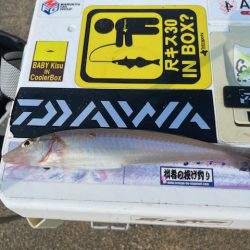 早朝のキス釣り行ってきました