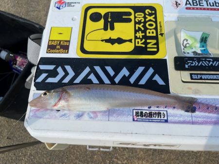 早朝のキス釣り行ってきました