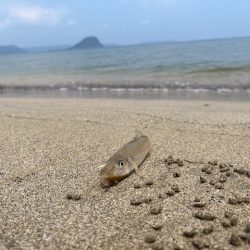 唐津のサーフで釣ってみました