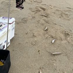 再度、唐津の浜に来てみました