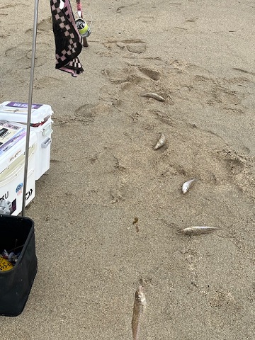 再度、唐津の浜に来てみました