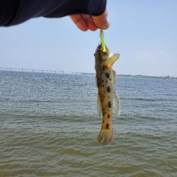 ベイトはたくさん。ボイルもある