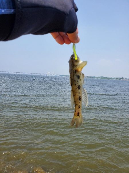 ベイトはたくさん。ボイルもある