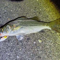 今年初シーバス