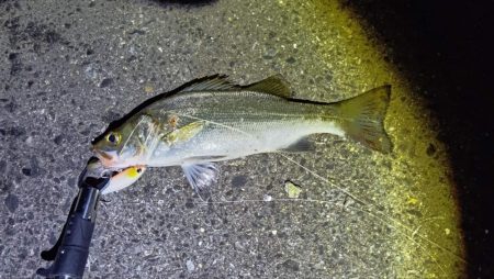 今年初シーバス