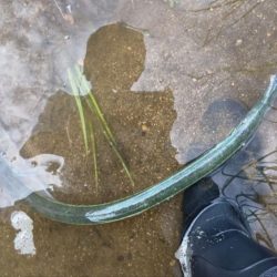 シーバス狙いでしたが