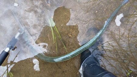 シーバス狙いでしたが