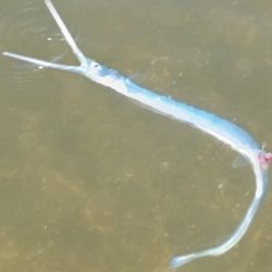 ダツ！ダツ！ダツ！