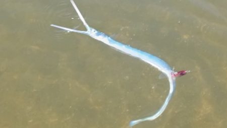 ダツ！ダツ！ダツ！