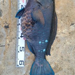 和歌山市江（吉丸渡船）でグレ釣り