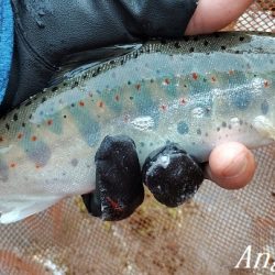 梅雨明け直後の引原川本流。
