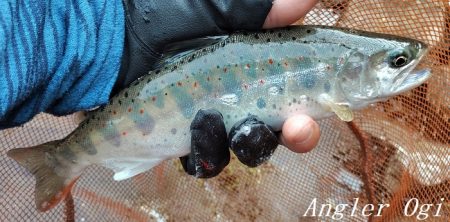 梅雨明け直後の引原川本流。