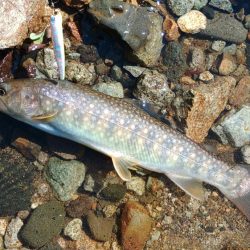 真夏の山でイワナ釣り ～九頭竜川水系～