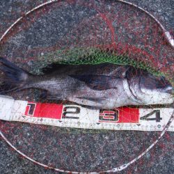 久しぶりに釣れました