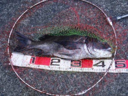 久しぶりに釣れました